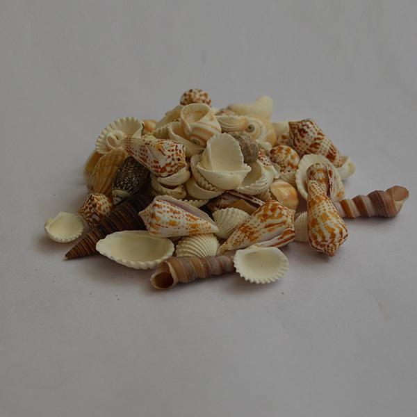 Mix Pattern Seashells - 1kg Pack - YesNo