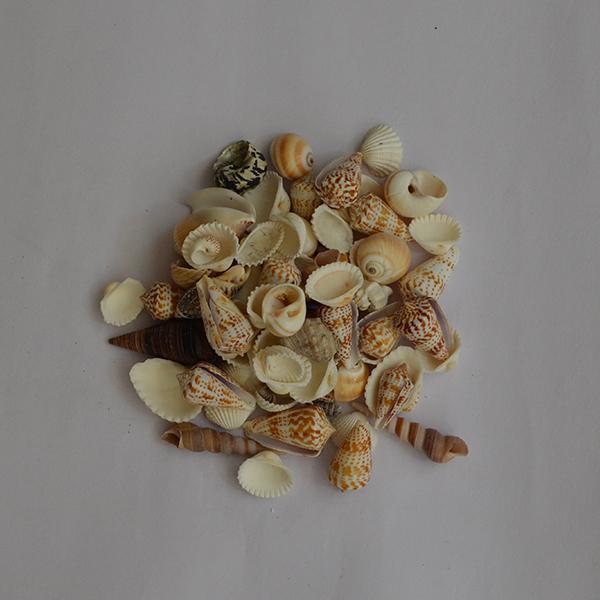 Mix Pattern Seashells - 1kg Pack - YesNo