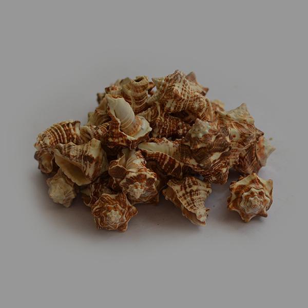 Pearl Oyster Seashell - 1kg Pack - YesNo