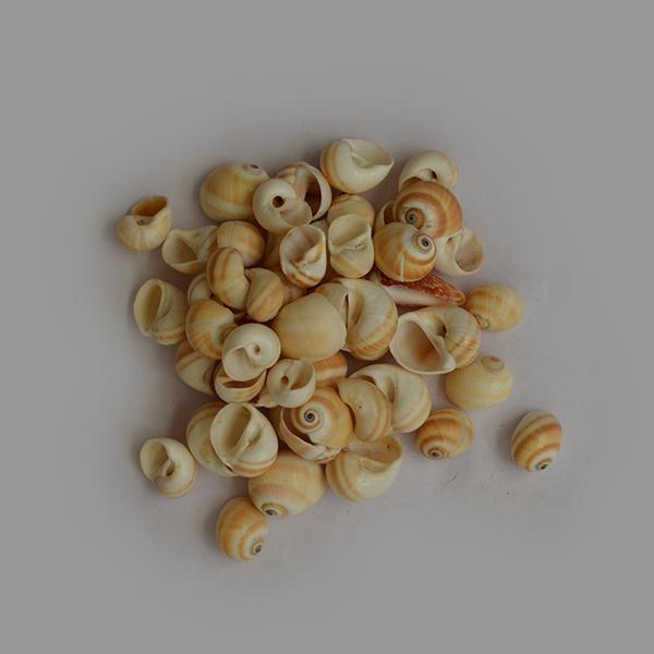 Puperita Pupa Seashell - 1kg Pack - YesNo