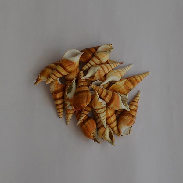 Turrid Seashell - 1kg Pack - YesNo