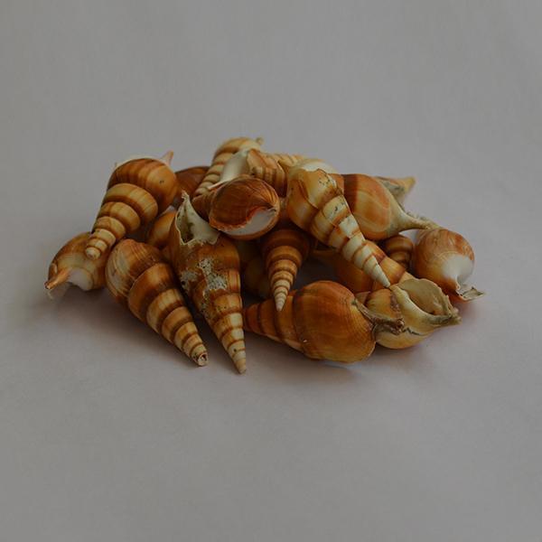 Turrid Seashell - 1kg Pack - YesNo